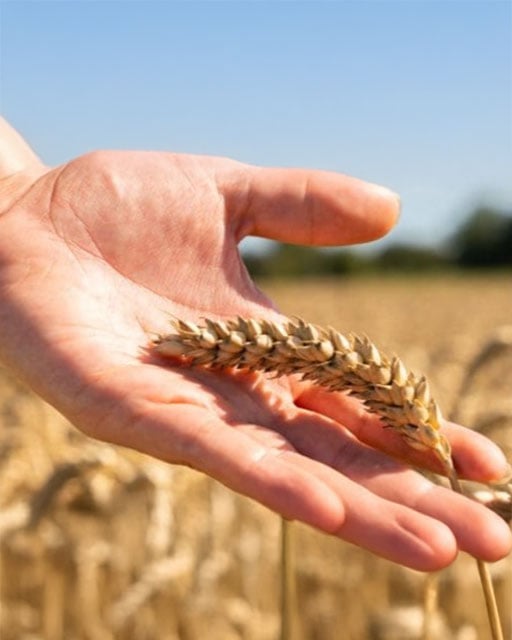 Bild på hand med vete ax i handen